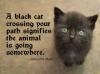 Black cat.jpg