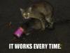 cat-sex-food.jpeg