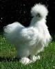 354102_248572945_poule1-e859e_H152712_L.jpg