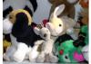 peluche.jpg